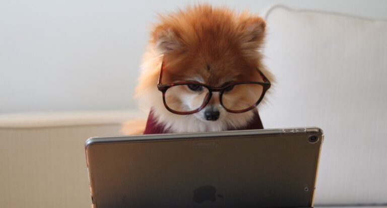 タブレットを見る犬のイメージ｜子どもの動画編集学習を象徴する写真