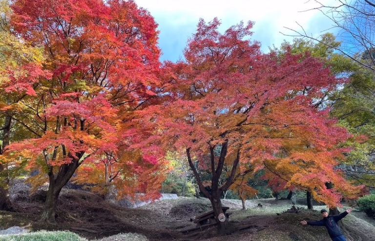赤やオレンジに色づいた紅葉が広がる枚岡公園の風景